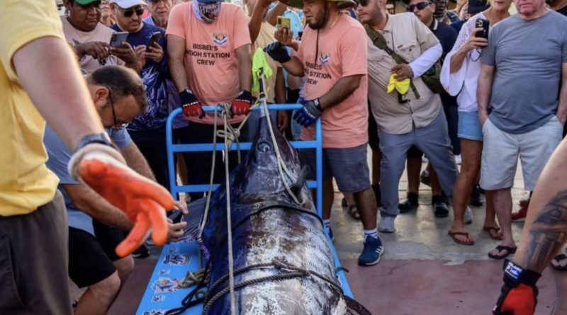 Marlín de 491 libras conquista 1.9 millones de dólares en el arranque del Bisbee’s Black & Blue 2026