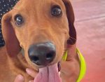 Mantiene ayuntamiento de Loreto campaña permanente de esterilización felina y canina