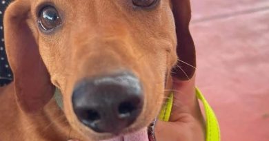 Mantiene ayuntamiento de Loreto campaña permanente de esterilización felina y canina